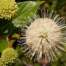 Buttonbush Seeds Fresh Organic Honeybells Buck Brush Cephalanthus Occide... - $147.53 MXN