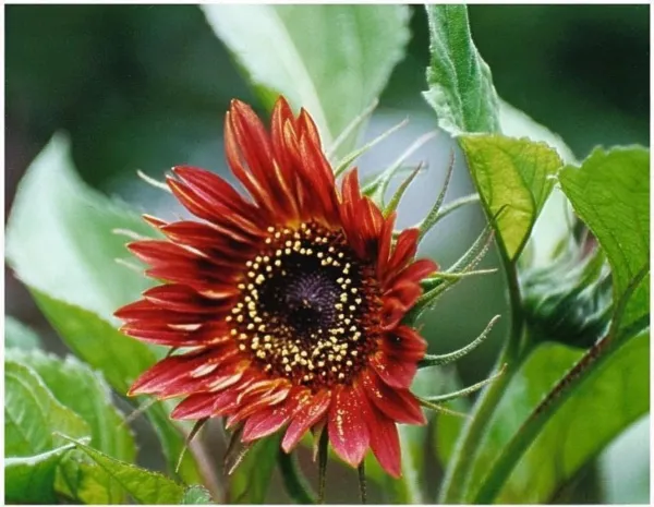 Sunflower Velvet Queen Red Sun Flower Blooms 30 Seeds Garden - $1.98