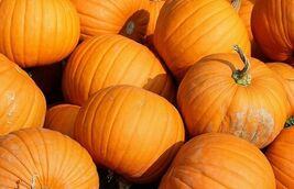 Fresh Jack O Lantern Pumpkin Seeds 20 Ct Halloween  - $4.00