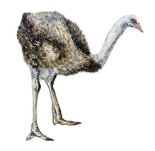 Ostrich Bird High Quality Decal Sticker Truck Car Tumbler Cooler Cup Laptop - £5.58 GBP+