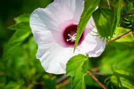 Hibiscus laevis 75 Seeds for Planting - Large Blossoms, Tropical Charm - $17.00