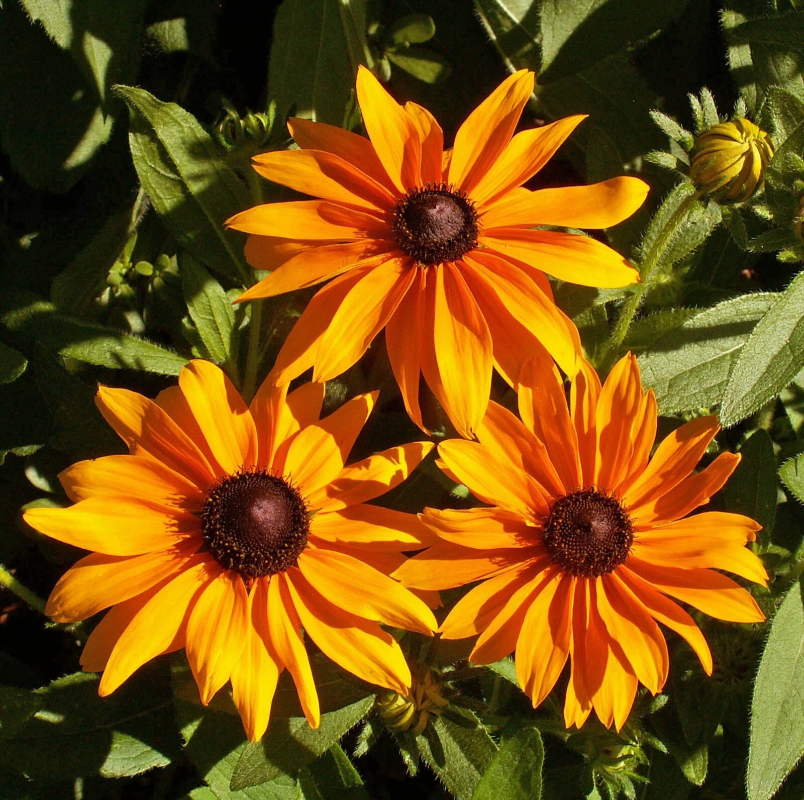 Rudbeckia Seeds - Marmalade  - 25 Seeds, Non-GMO - $8.69