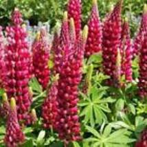 Russell Lupine My Castle Red Perennial 20 Seeds Hummingbirds Bees Love! Non-GMO - £9.41 GBP