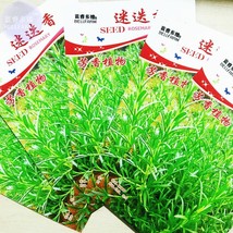 Rosemary Rosmarinus Officinalis Herbs Seeds 5 Packs 5 Seeds/Pack Anthos Herbs Ga - $9.72