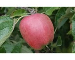 25+ Chieftain Apple Seeds | Heirloom Sweet-Tart Dessert Variety - $16.50