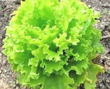 600 Seeds Salad Bowl Lettuce Seeds Organic Vegetable Garden Container Lo... - $8.99
