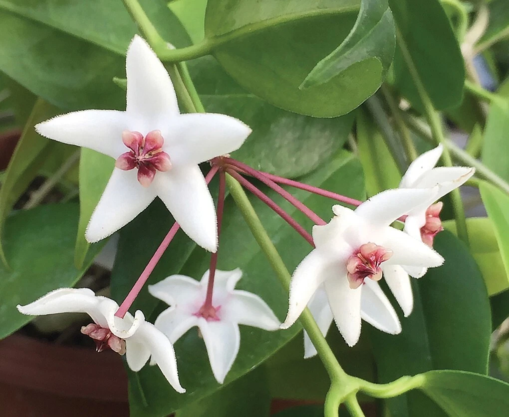 15+ seeds Hoya Iris Marie  house plant-  garden- flowers - $6.94