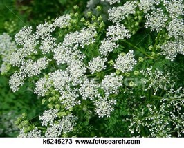 Queen Anne&#39;S Lace- 500 Seeds Fresh Garden Usa Seller - $6.80