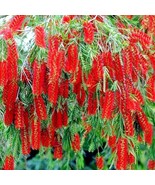 FG 50 Weeping Bottlebrush Flower Tree Seeds Garden Plant (Callistemon Vi... - £8.73 GBP