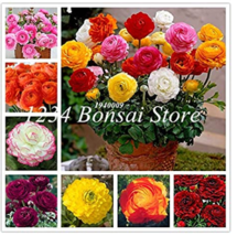 Fresh Seeds 100 Pcs Ranunculus Flower Plants Seeds Ranunculus Flowers Flower De  - $13.82