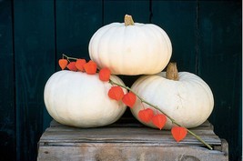 Grow In US 10 Valenciano pure White Pumpkin seeds Halloween Fall  - £8.35 GBP