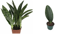 Sanseveria Masoniana Shark Fin Snake Live Plant Whale Fin Collector&#39;s 6&quot; - C2  - £106.61 GBP