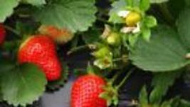Red Strawberry 150+ Seeds for Big Fruit  USA Grown Perennial Container Garden - £8.60 GBP