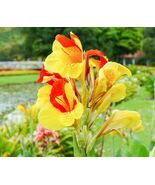 CANNA CLEOPATRA Green LEAVES Aquatic Pond Live Plant SUPER PRICE!! FREE ... - $435.67 MXN