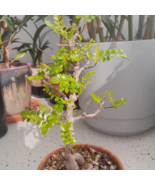 Operculicarya decaryi Fresh Good bonsai plants - 2 Seeds - €17,78 EUR