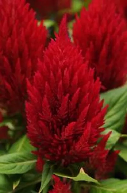 G_S Celosia Seeds First Flame Red 50 Pelleted Seeds - $14.27