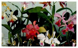 Twelve of the many varieties of lovely orchids Hawaii Postcard - £5.49 GBP