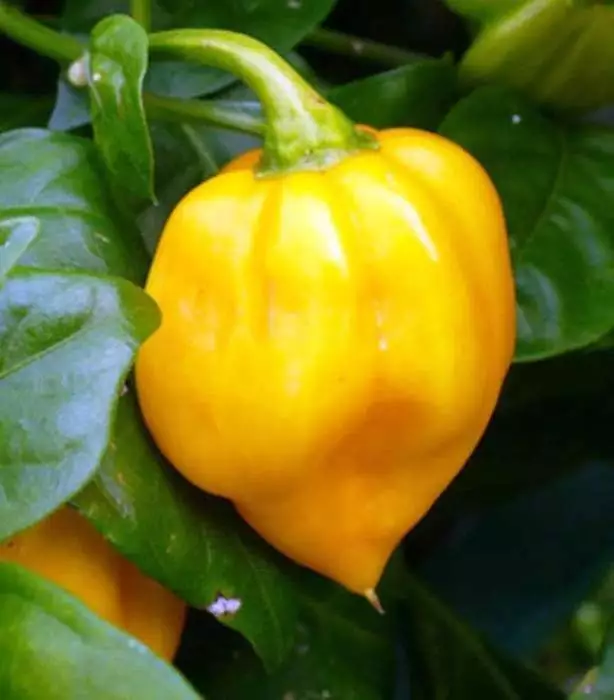 25 CARRIBEAN YELLOW HABANERO PEPPER VEGETABLE SEEDS FOR GARDEN - $133.04 MXN