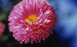 Aster, Rainbow 25+ Seeds Organic, Beautiful Vivid Bright Blooms - £3.17 GBP