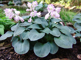 Established Roots - Blue Mouse Ears Hosta - 1 Plant in a 2.5" Pot - FREESHIP - £53.72 GBP