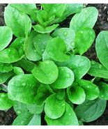 500 CORN SALAD( MACHE, LAMB&#39;S LETTUCE) Organic SEEDS - £2.27 GBP