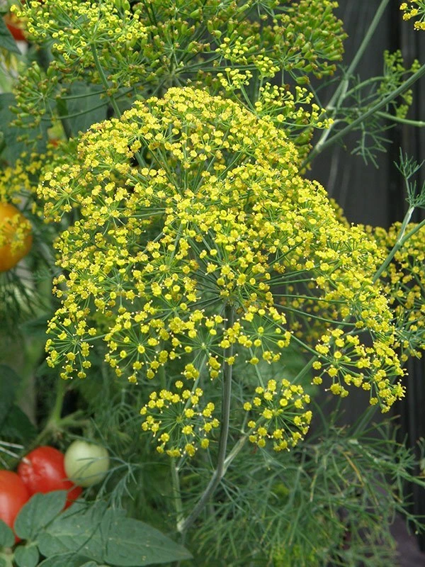 300 FERN LEAF DILL SEEDS NON -GMO  FRESH HARVEST FOR GARDENS - $2.89