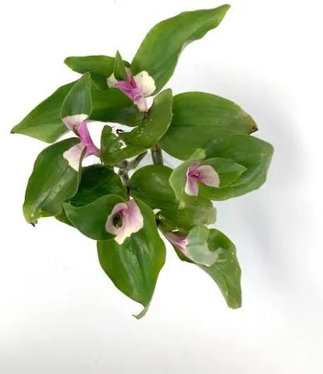 GORGEOUS Variegated Tradescantia Blushing Bride Wandering Jew 3 cuttings  - £23.50 GBP
