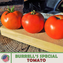 SEPTH 10 Burrell&#39;s Special Tomato Seeds, Heirloom, Non-GMO, Genuine USA - $6.58