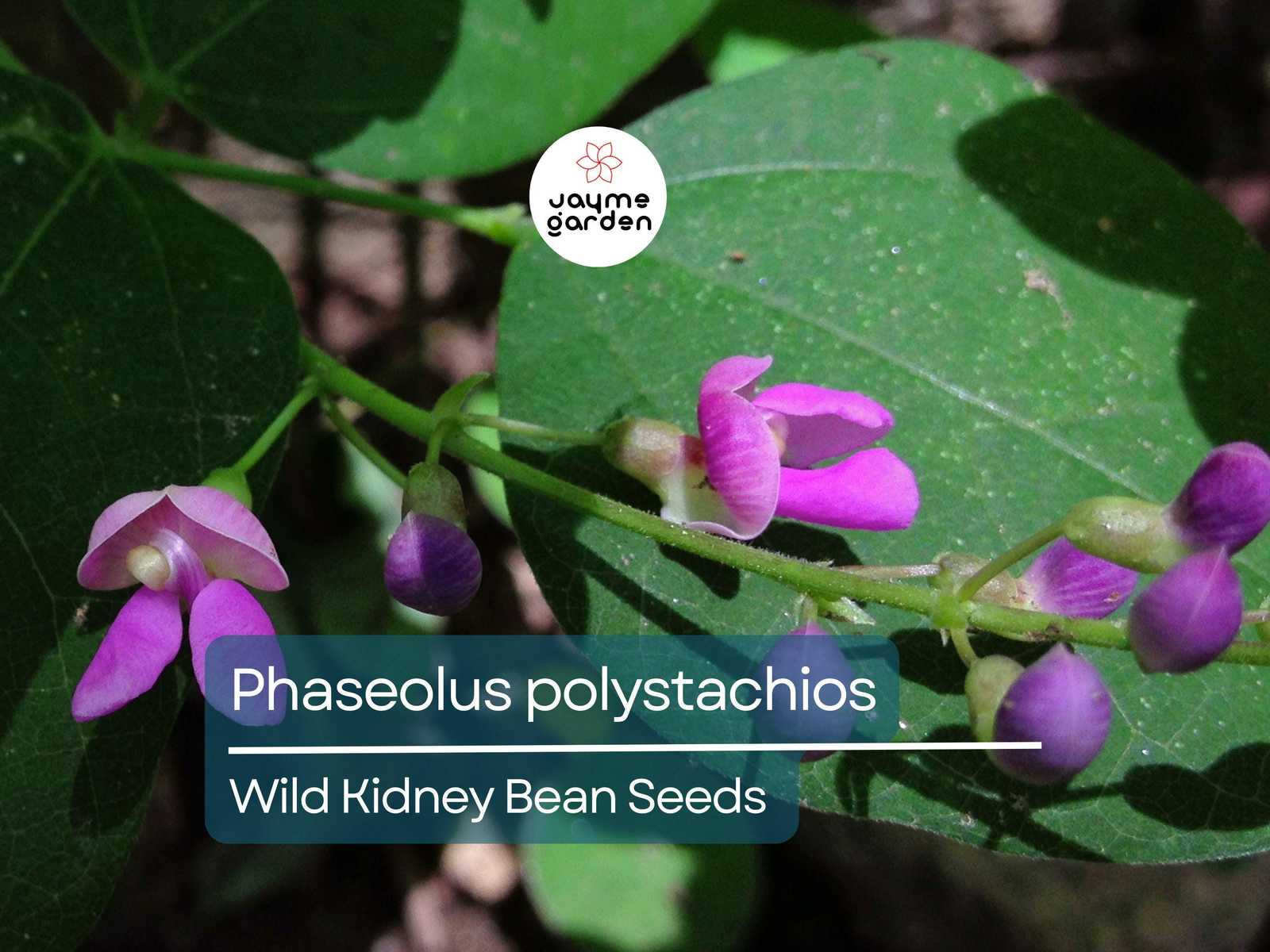 5 Seeds Phaseolus Polystachios | Wild Kidney Bean for Planting | Edible ... - $4.50