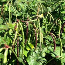 Black-eyed Pea Seeds, High Germination Rate, Grow Your Own Nutritious Beans, Ide - £1.57 GBP