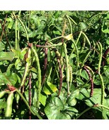 Black-eyed Pea Seeds, High Germination Rate, Grow Your Own Nutritious Be... - £1.59 GBP