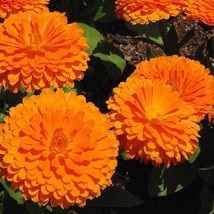 Fresh USA Seller Orange King Calendula Seeds Fresh Organic Calendula Officinalis - £5.96 GBP