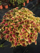 Honglv Meiren Series Coleus Seeds – Rust Red And Yellow Foliage With Ser... - $8.45