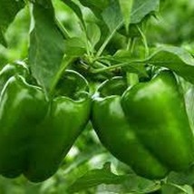 California Wonder Green Bell Pepper - Organic, Heirloom Seed - Most Popu... - $8.98