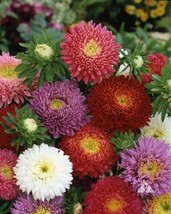 THJAR 1000 Aster Flower Seeds Powder Puff Mix Colors Callistephus chinensis - $74.18 MXN
