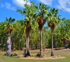RARE WASHINTONIA ROBUSTA @ mexican fan palm tree ornamental palms seed 25 seeds - £7.23 GBP
