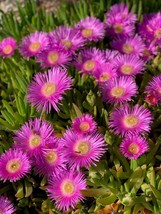 KBT 25 Table Mountain Ice Magenta Fuchsia Delosperma Cooperi Flower Seed... - $212.86 MXN