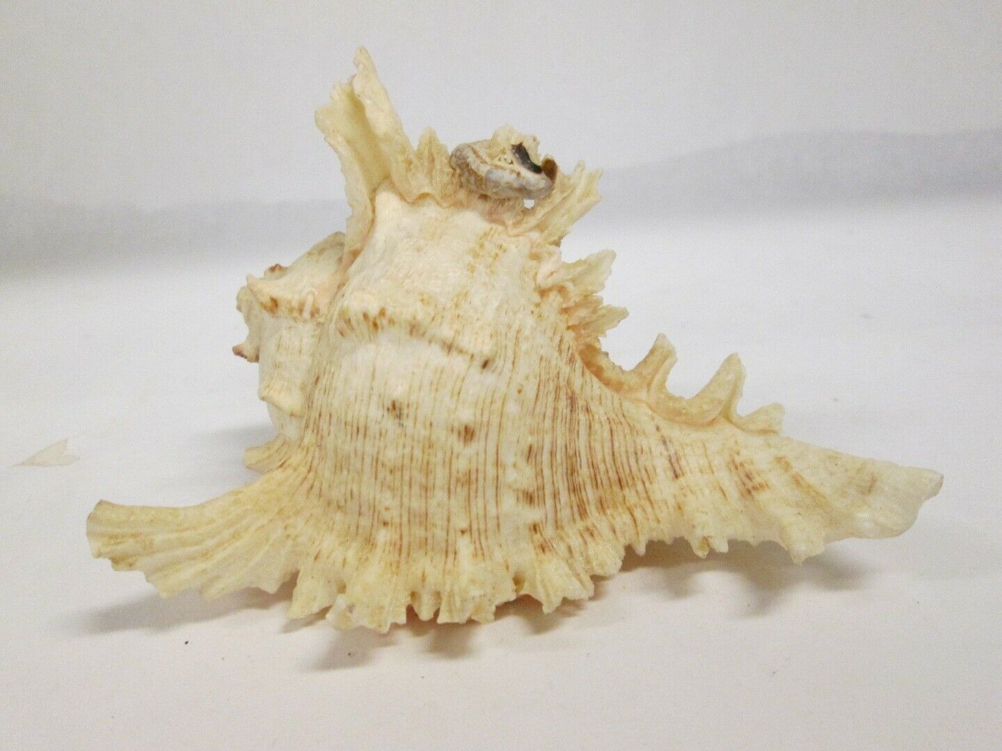 Primary image for 6" Chicoreus Ramosus Murex Conch Shell DECORATIVE