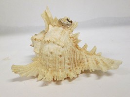 6&quot; Chicoreus Ramosus Murex Conch Shell DECORATIVE - $19.79