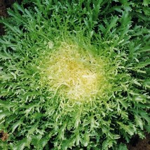 Green Curled Ruffec Endive Curly Frisee Lettuce Escarole Chicory Fresh Garden US - £8.12 GBP