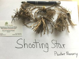 5 Shooting Star bulb/roots perennial image 2