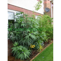 5 Kangaroo Apple Tree Seeds-1235 - £3.12 GBP