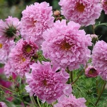 40 Cosmos Double Click Pink Flower Seeds Long Lasting Annual From US  - £6.58 GBP