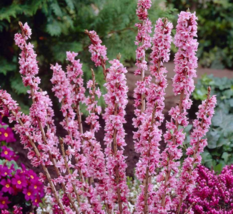 5 Pc Seeds February Daphne Plant, Daphne Mezereum Seeds for Planting | RK - £14.86 GBP