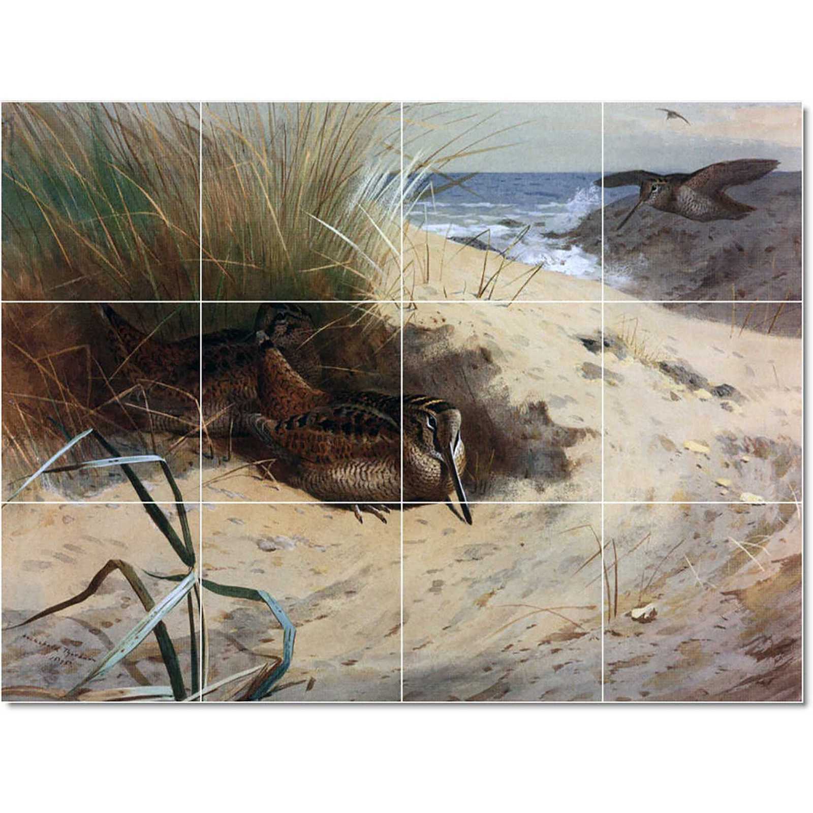 Thorburn archibald woodcock among the dunes 1898 pencil watercolor