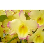 Small Dendrobium Nobile Fairy Moon &#39;Sweetie&#39; Orchid potted, established ... - €25,83 EUR