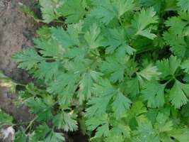 Parsley bulk 1000 seeds dark green italian flat leaf - £9.07 GBP