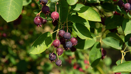 LIVE PLANT Lamarkii Service berry apple flavor fruit tree Unusual shrub Hardy  - £37.48 GBP
