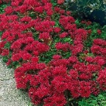 50 Cherry Red Summer Glory Sedum Flower Seeds Fresh USA Fast Shipping - ... - $18.99