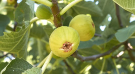 100 Marseille Fig Seeds Fruit Fresh Seeds - $8.99